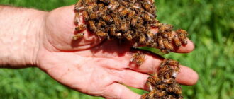 пчелы на руке
