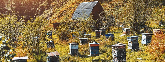 Алтайский мед: полезные свойства, противопоказания, рецепты применения