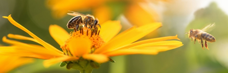 Цветочный мед: полезные свойства, противопоказания, рецепты применения