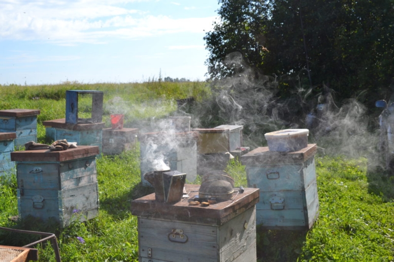 Дымарь для пчел своими руками: как пользоваться, как зажигать, что ставят, чем наполнять