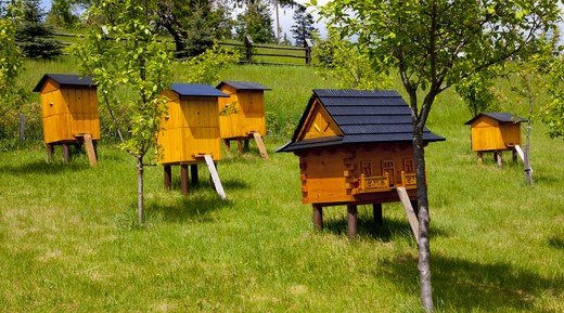 Пчеловодство для начинающих: с чего начать, все о пчелах, как вудьивать?