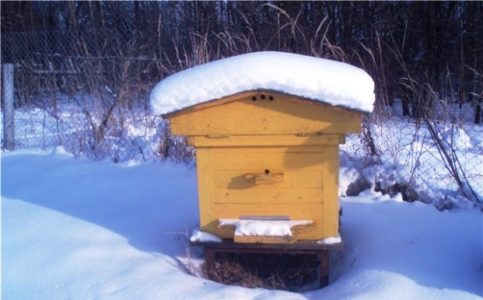 Пчеловодство для начинающих: с чего начать, все о пчелах.