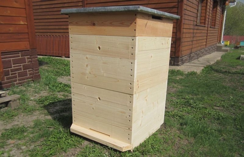 Пчеловодство для начинающих: с чего начать, все о пчелах