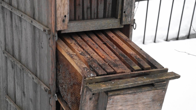 Пчеловодство для начинающих: с чего начать, все о пчелах, как вудьивать?