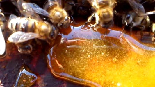 Пчеловодство для начинающих: с чего начать, все о пчелах