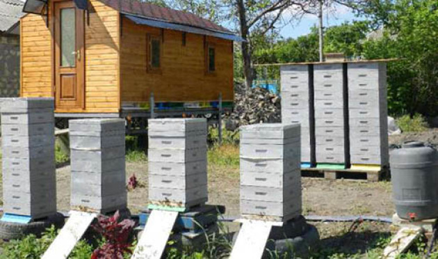 Пчеловодство для начинающих: с чего начать, все о пчелах?
