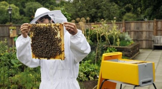 Пчеловодство для начинающих: с чего начать, все о пчелах,
