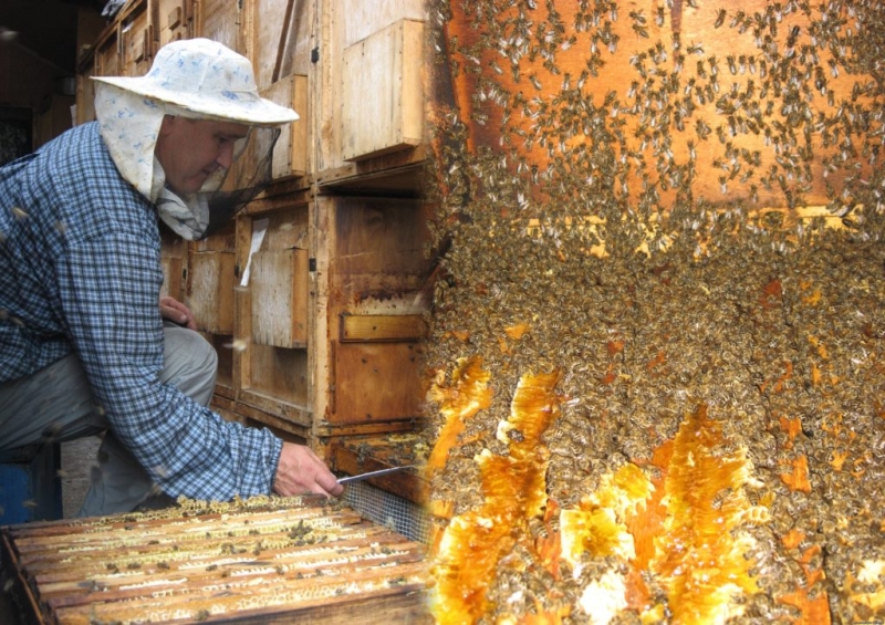 Сколько стоит пчелиная семья, цена с ульем в России