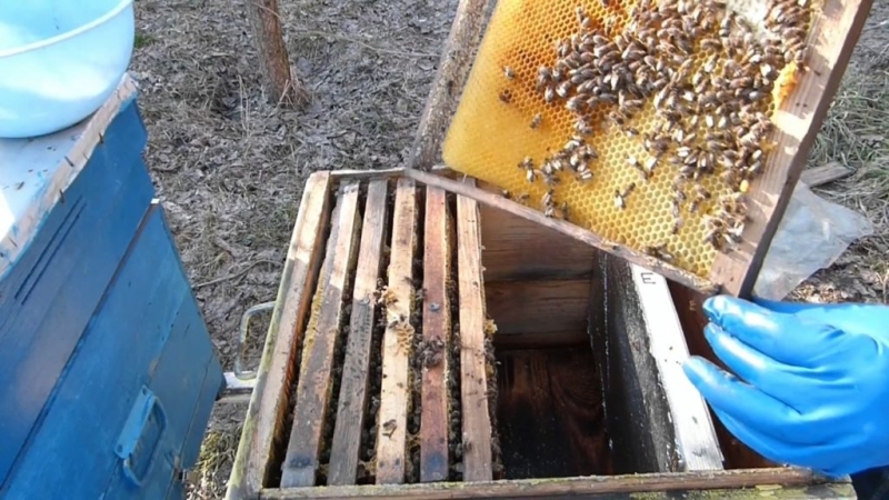 Весенняя ревизия пчел: что делать с пчелиной семьей весной