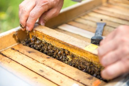 Весенняя ревизия пчел: что делать с пчелиной семьей весной