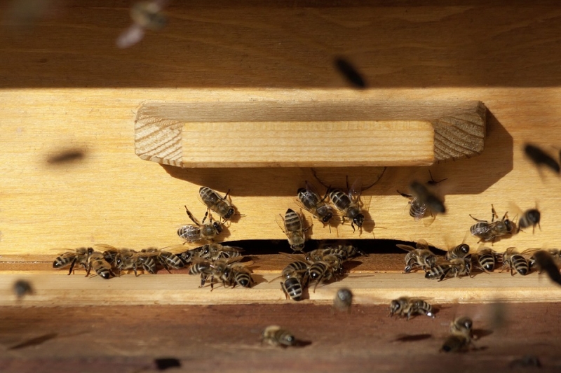 Все для пчеловодства: Пчеловодческий инвентарь, пасечное оборудование и аксессуары
